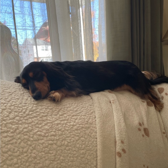 dogsgoingwild